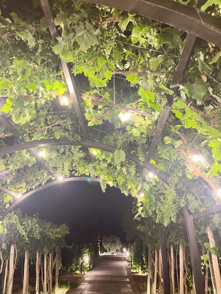 Vineyard illuminated with lights resembling a starry sky at Casa Vigil, Mendoza