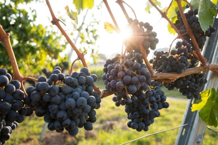 Red grapes basking in the vineyard sun, promising rich flavors and aromatic delights. Explore the essence of terroir and the art of winemaking amidst lush vineyards. #RedGrapes #VineyardViews #WineCountry