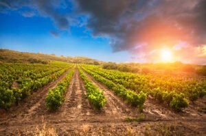 Winery at Sunset in Ribera del Duero - Capturing the Beauty of Vineyards