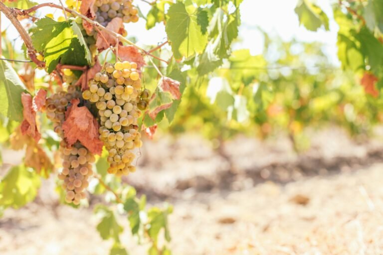 Glistening white wine grapes ripening in the vineyard, promising crisp flavors and aromatic notes. Dive into the allure of wine country and the essence of terroir. #WhiteWineGrapes #VineyardViews #WineCountry