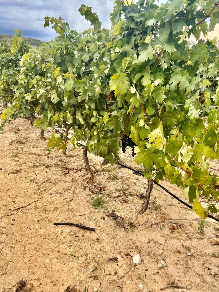 Vines at Vinos de la Luz, Ribera del Duero, Spain - Winegrowing Excellence
