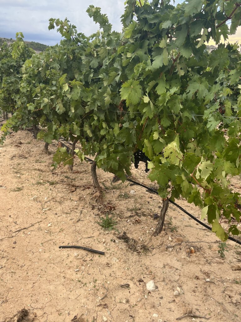 Vines at Vinos de la Luz, Ribera del Duero, Spain - Winegrowing Excellence