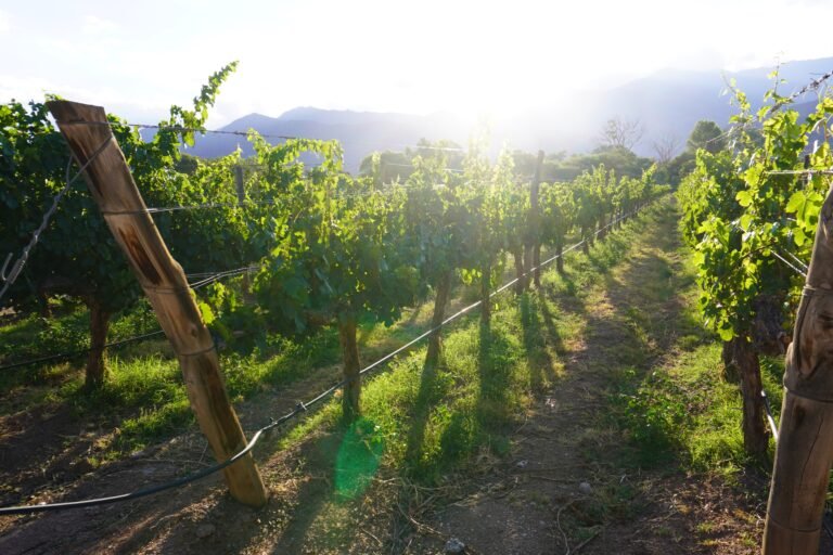 Sunset over Salta vineyard with majestic mountain backdrop - Explore the beauty of Argentina's wine country