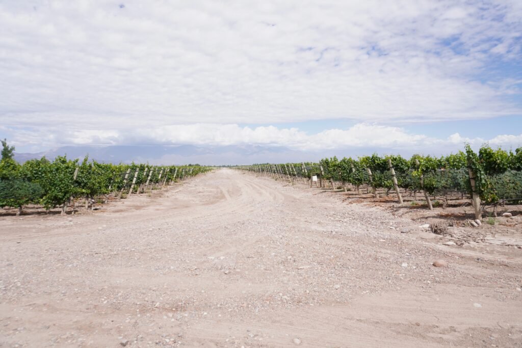 Mendoza vineyard with majestic Andes backdrop - Discover the beauty of Argentine wine country