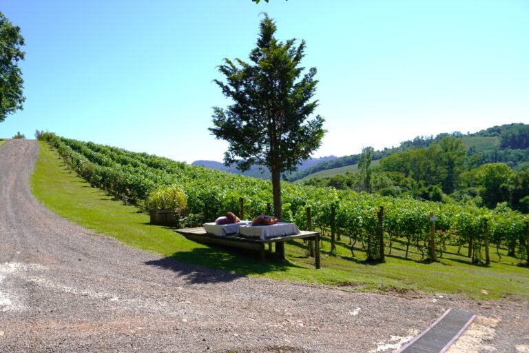 Vibrant summer scene in Vale dos Vinhedos vineyard, Brazil - Experience the lush beauty of Brazilian wine country