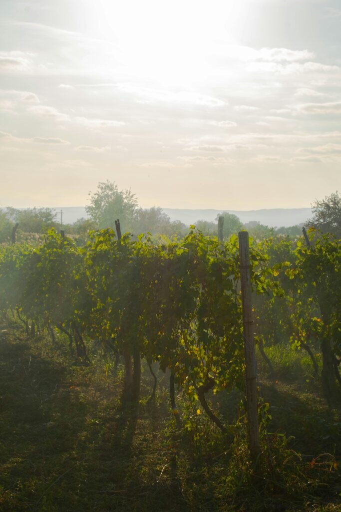 Serbian Winery in the Daylight with a Hint of Fog - Explore the scenic beauty of a winery nestled in Serbia's countryside, surrounded by vineyards, under the soft glow of daylight with a touch of mist.