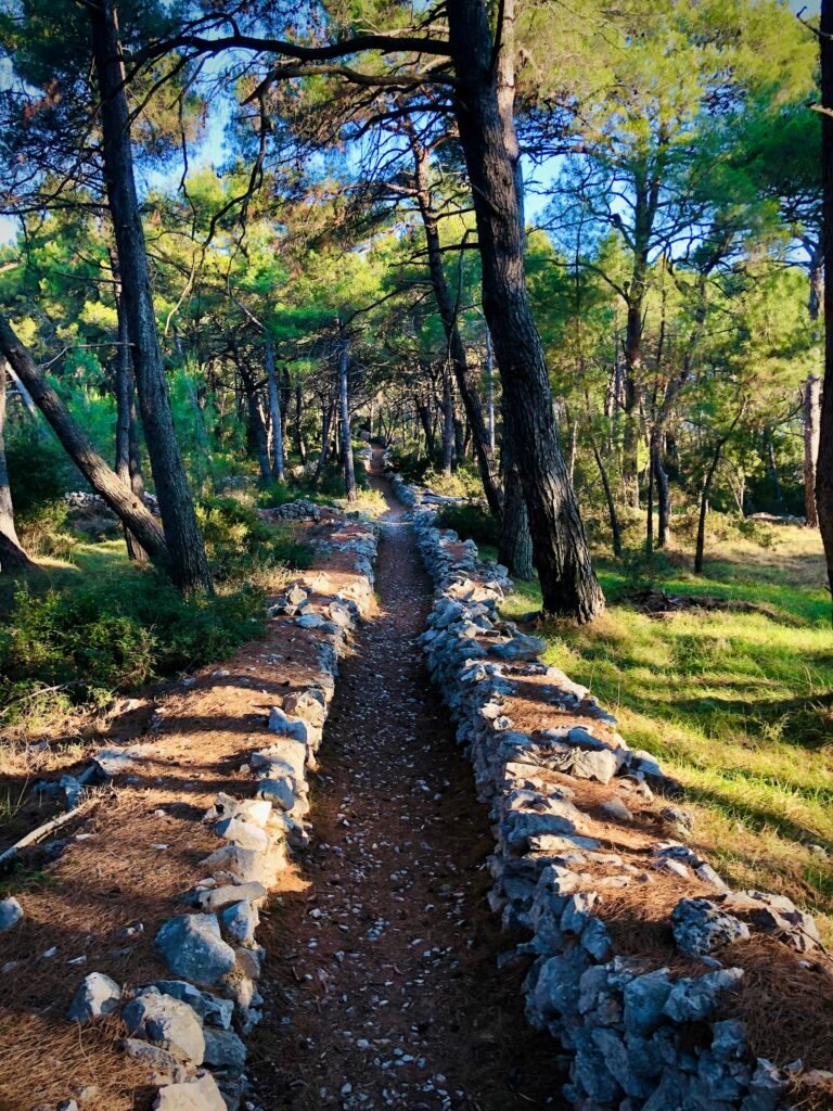 A sunlit forest canal meanders through Istria, Croatia, offering a serene escape into nature's embrace