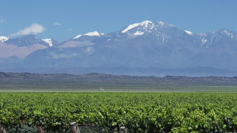 Mendoza vineyard nestled against the Andes mountains - Discover the scenic allure of Argentine wine country