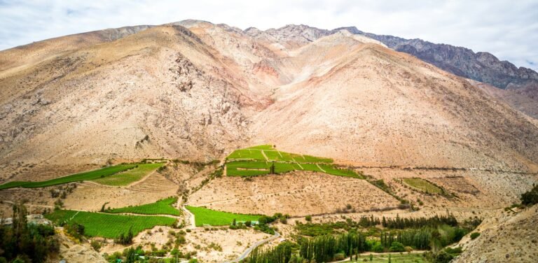 Summer splendor at La Serena vineyard with towering mountains in the backdrop - Explore Chile's wine country beauty