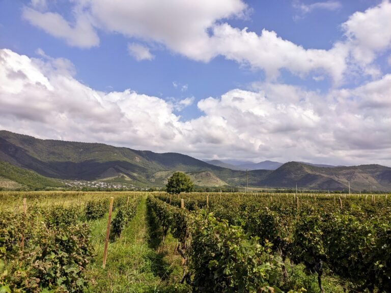 Croatian Winery in the Daylight - Explore the scenic beauty of a winery nestled in Croatia's countryside, surrounded by vineyards, under the soft glow of daylight.