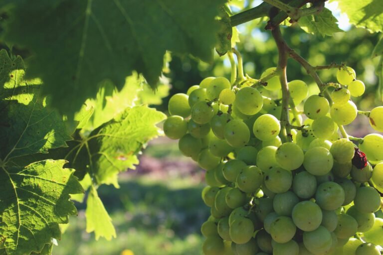 Sun-kissed green grapes glistening in Carmelo, Uruguay - Embrace the vibrant flavors of Uruguayan wine culture