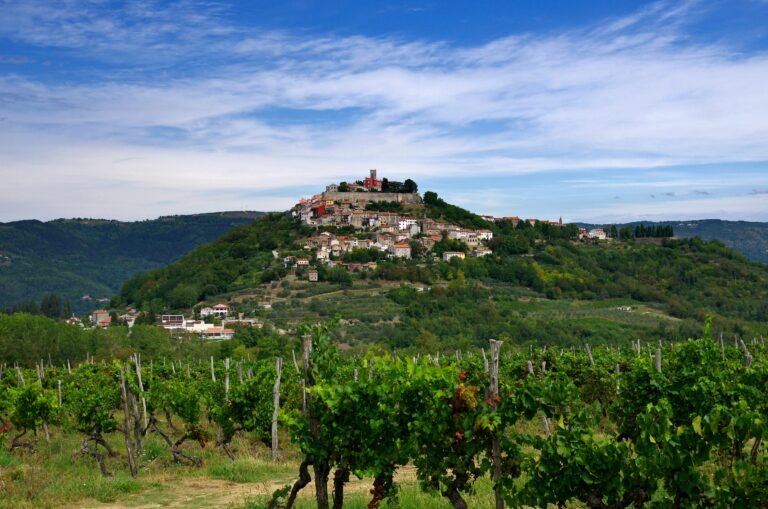 Scenic Croatian vineyard in Istria with a picturesque view of a hilltop town nestled among lush greenery