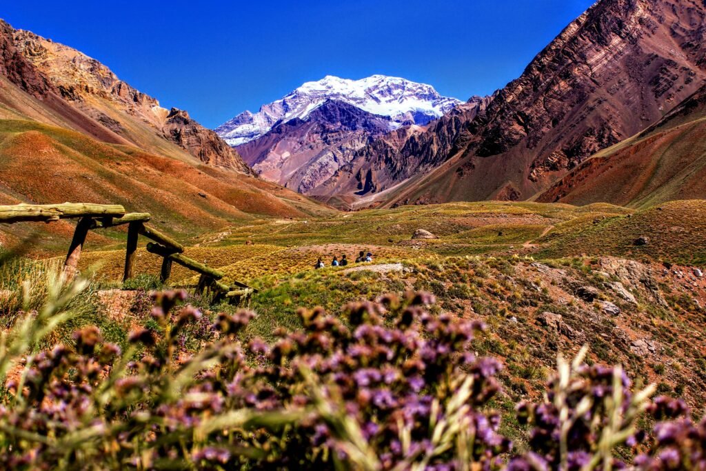 Vibrant purple flowers blooming at the base of the majestic Andes Mountains in Aconcagua Park, Mendoza, Argentina.