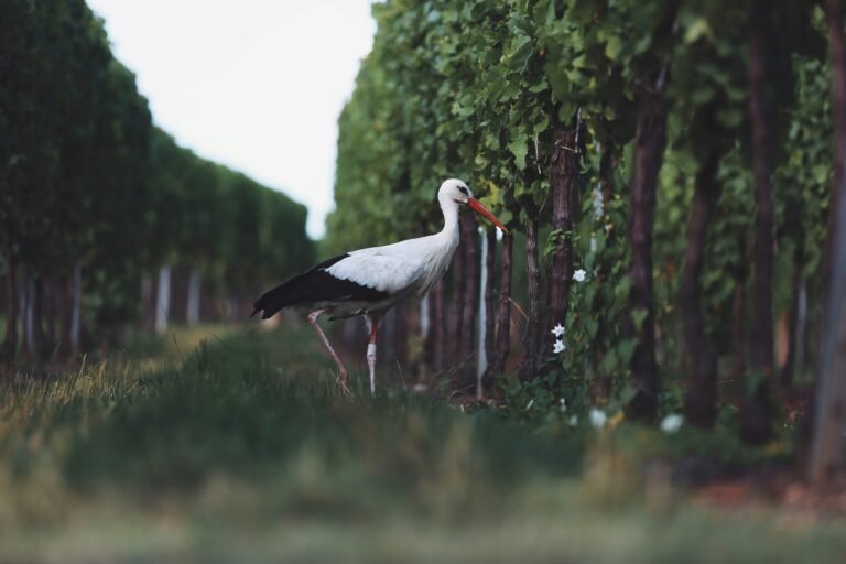 Vineyard Biodiversity: A heron amidst lush vines, showcasing the thriving ecosystem and biodiversity in the vineyard.