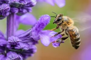 Pollination in Action: A bee gathering nectar from a vibrant purple flower in a vineyard, supporting biodiversity.