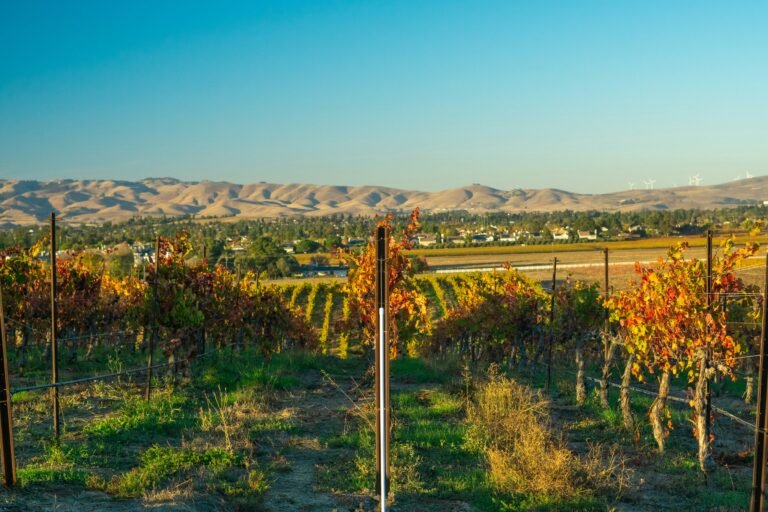 Autumn Splendor: A vineyard adorned in vibrant hues of red, orange, and yellow foliage during the fall season.