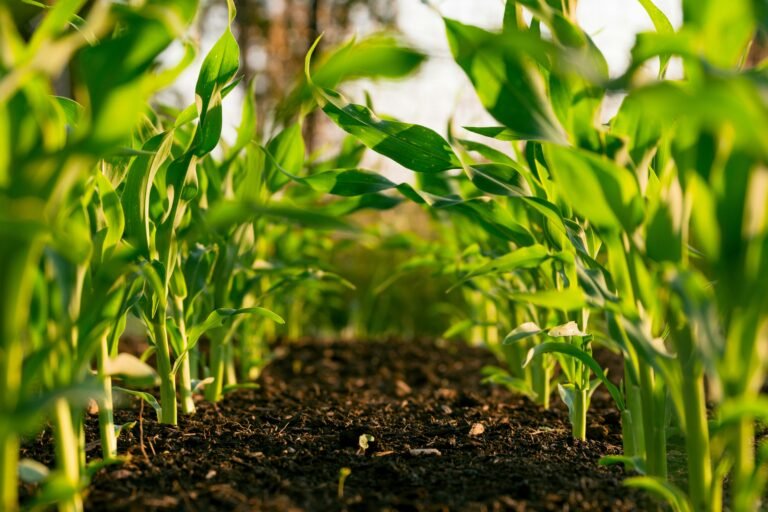 Organic farming: A healthy plant thriving in nutrient-rich soil, symbolizing the benefits of organic farming practices.