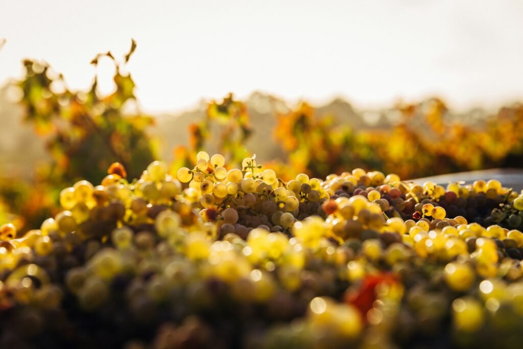 Sun-kissed white grapes with an amber and orange tone, basking in the sunlight in a vineyard, embodying the essence of orange wine production.