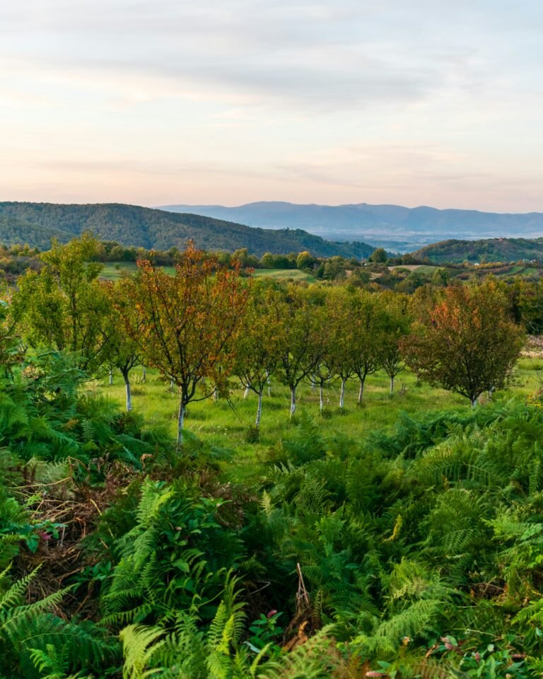 A picturesque uplands Croatian vineyard bathed in golden hues of autumn foliage, showcasing the serene beauty of the season