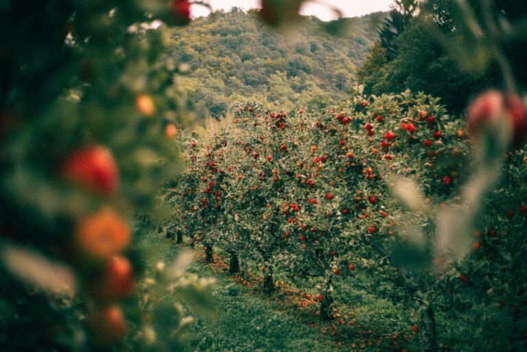 Lush apple orchard with trees full of ripe red apples, set against a backdrop of green hills.