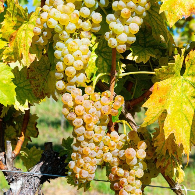 Grasevina grape vines in a Serbian vineyard during summer.