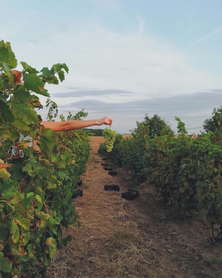 Person holding fresh Furmint grapes in Hungary's Tokaj region, showcasing the essence of local viticulture
