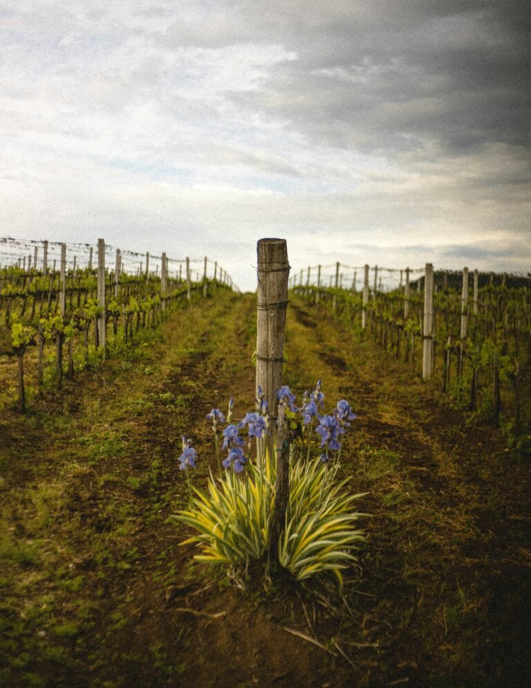 Scenic vineyard in Eger, Hungary, showcasing the terroir of the region.
