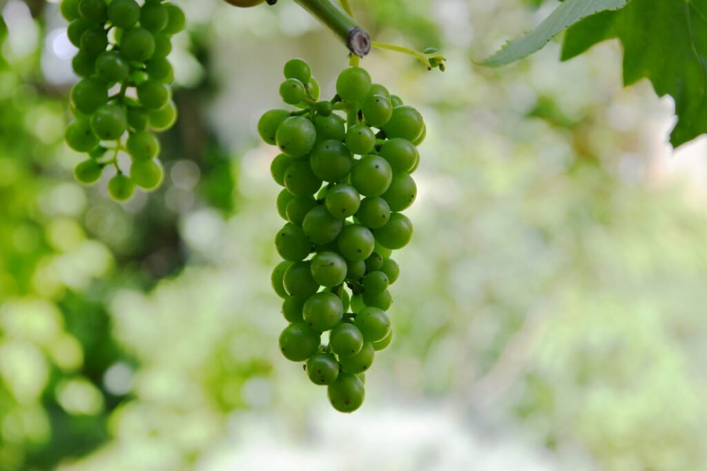 Cluster of Olaszrizling white grapes, symbolizing Hungary's viticultural heritage.