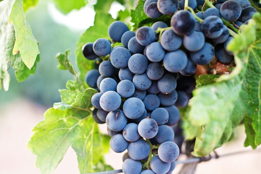 Lush Pinot Noir grapes ripening on the vine in a sunlit vineyard, showcasing their rich colour and healthy clusters
