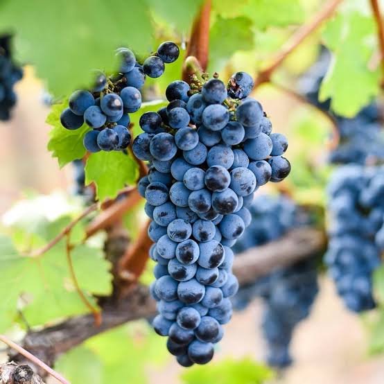 Prokupac grapes vines in a Serbian vineyard during summer