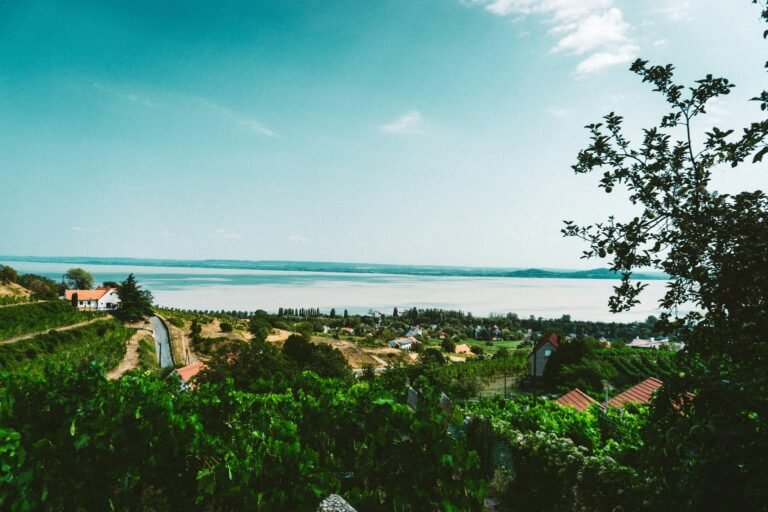 Scenic vineyard overlooking Lake Balaton in Hungary, known for its picturesque wine regions.