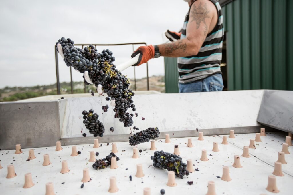 A person tossing red grapes into a wine press machine, beginning the process of making Rose wine.