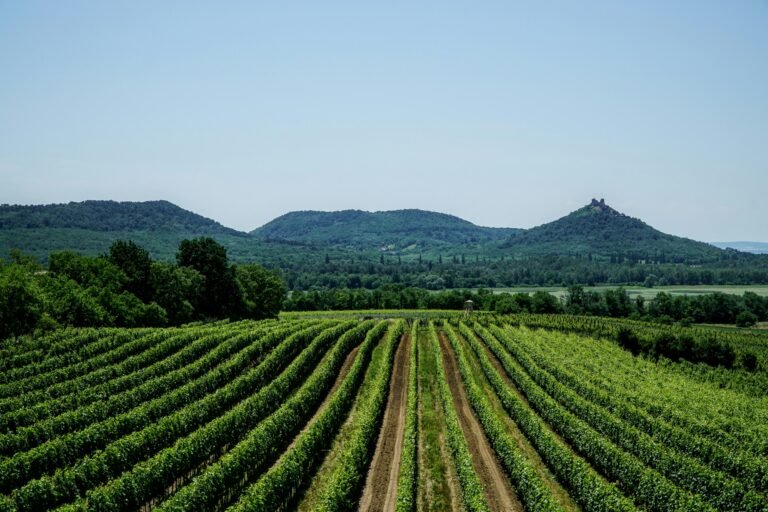 Scenic view of a lush vineyard in Badansony, Hungary, with rows of grapevines set against the backdrop of rolling hills and a clear sky.