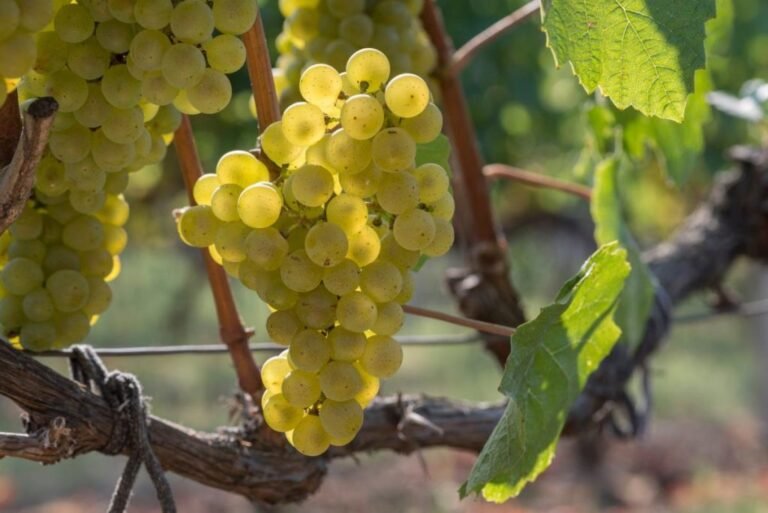 Close-up image of ripe Telti-Kuruk grapes hanging on a vine.