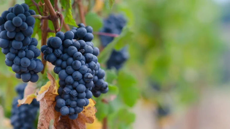 Bunches of Dark Burgundy Grapes on the Vine
