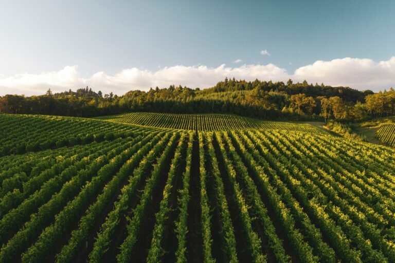 Panoramic view of a European vineyard from a top view, showcasing rows of grapevines and scenic landscape.