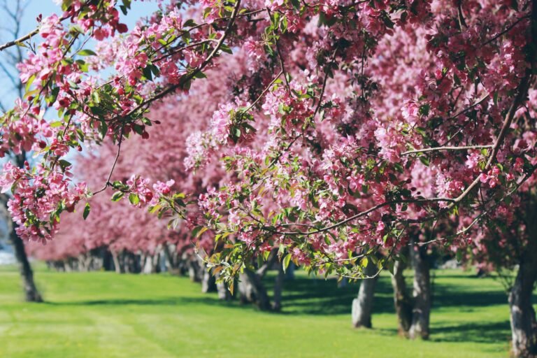 A picturesque scene of cherry blossom trees in full bloom, with clusters of pink flowers on the branches, set against a backdrop of lush green grass and a clear blue sky.