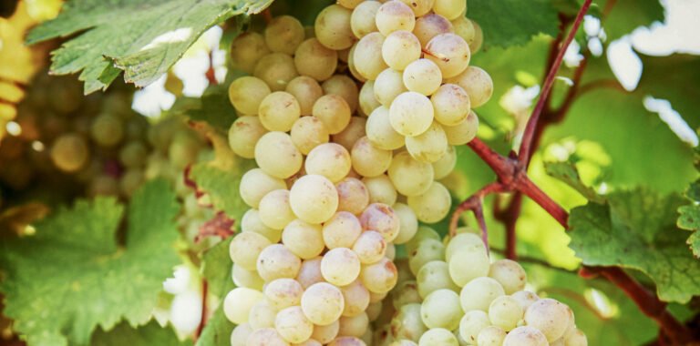 Close-up image of Rkatsiteli grape bunches with lush green leaves.
