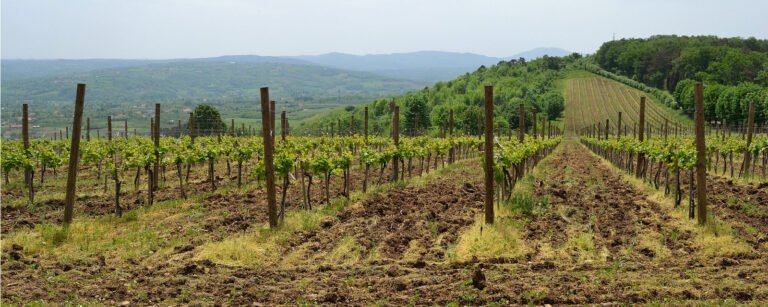 Vineyards in Oplenac, Serbia with lush green hills in the background.