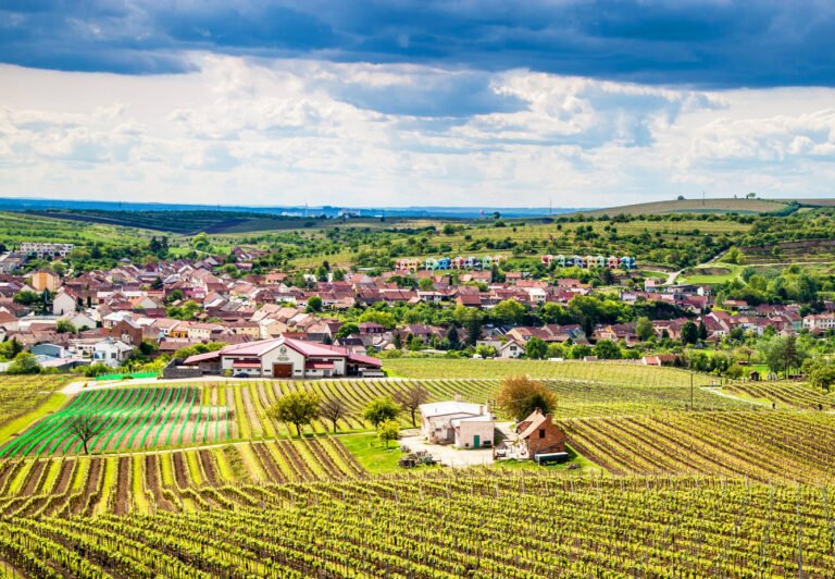 Aerial view of a vineyard in South Moravia, Czech Republic with the village in the background.