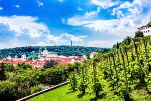 View of St. Wenceslas Vineyard in Prague, showcasing lush green vines with the city’s historic skyline and hills in the background under a bright blue sky.