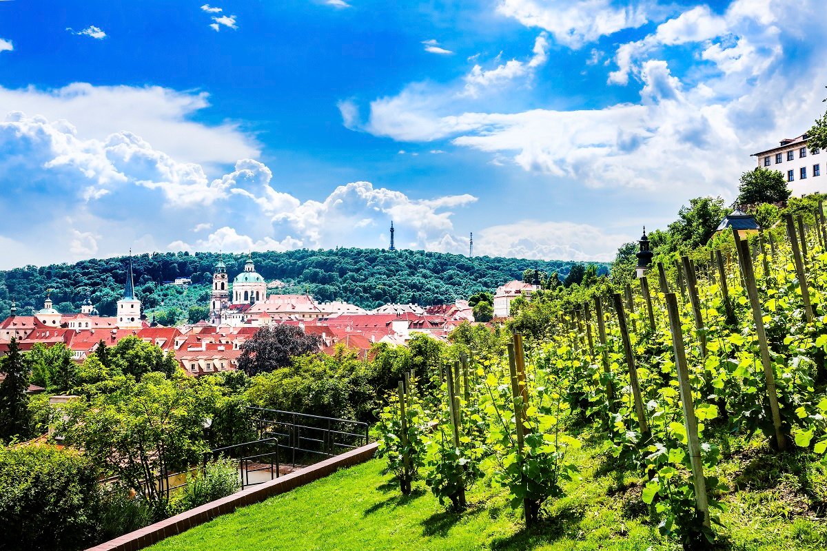 View of St. Wenceslas Vineyard in Prague, showcasing lush green vines with the city’s historic skyline and hills in the background under a bright blue sky.