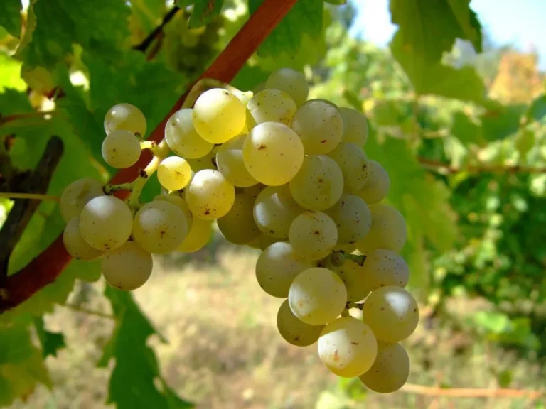 Close-up of Sauvignon Blanc grapes on the vine in a vineyard.