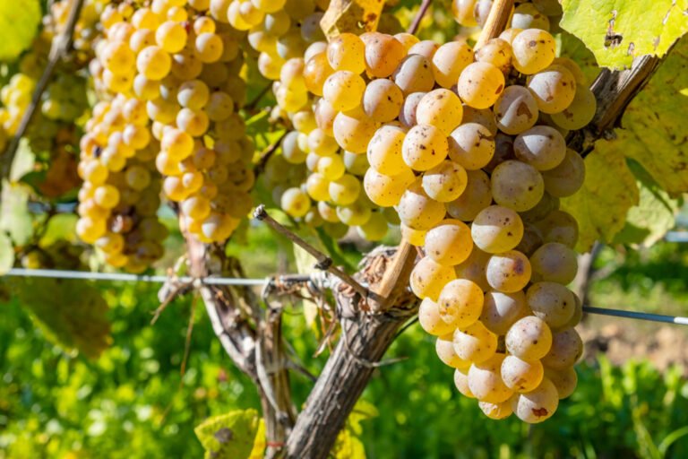 Close-up of Riesling grapes on the vine in a vineyard.