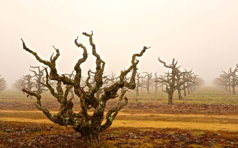 Foggy vineyard with old grapevines in winter.