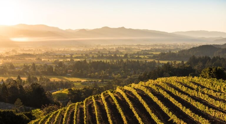 Scenic view of Napa Valley vineyards at sunrise.