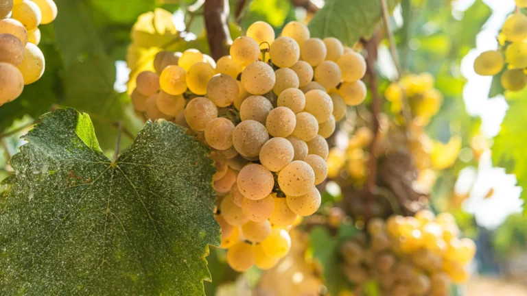 Close-up of ripe golden Alvarinho grapes on the vine in a sunlit vineyard in Portugal.