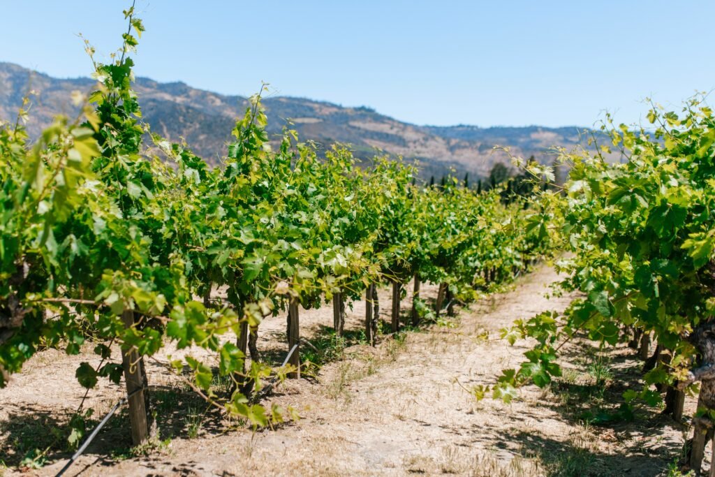 Lush green vineyard basking in the summer sun in Napa Valley, United States, with rows of grapevines stretching across the landscape.