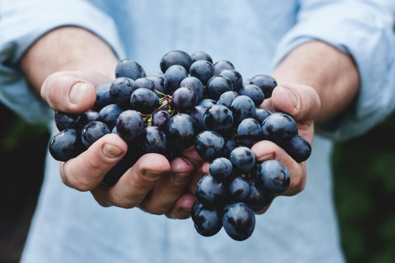 Hands holding a bunch of ripe black grapes, freshly harvested from the vineyard.