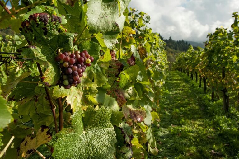 Close-up of ripening grape clusters on vines in a lush vineyard.